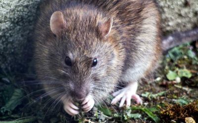 Does Homeowners Insurance Cover Damage from Rodents and Other Pests?